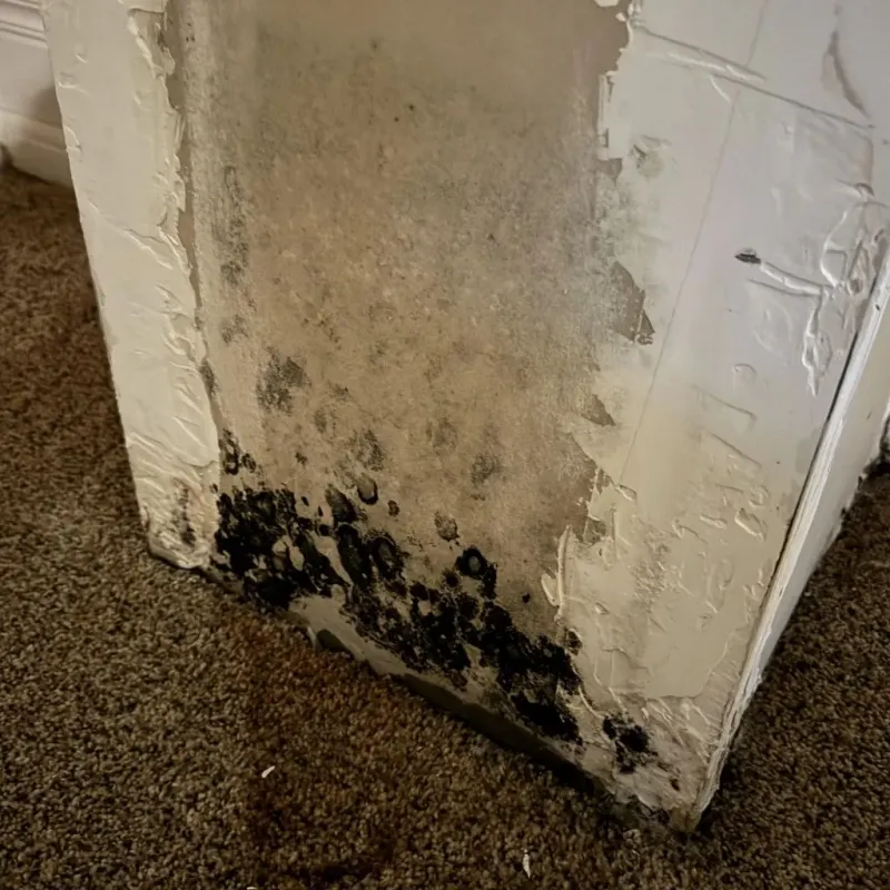 Professional Mold Removal in Madera County, CA